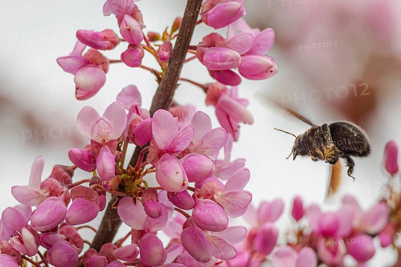 A bumblebee hovers near bright pink petals, collecting pollen in a vivid showcase of nature's pollination process. The blurred background enhances this lively springtime scene