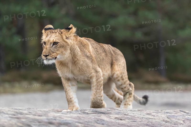 One female young lion (Panthera leo) running on a rocky plateau.Green vegetation in the background
