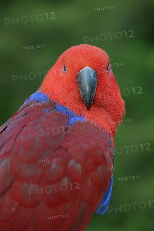 New Guinea noble parrot (Eclectus polychloros, Eclectus roratus polychloros), female, captive, occurring on New Guinea