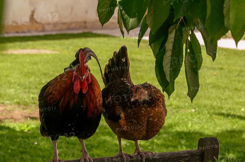 Schloss Hof, Baroque Garden, Baroque Manor, Animal Park, Chickens, Marchfeld, Lower Austria