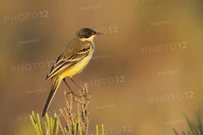 Western Yellow Wagtail (Motacilla flava feldegg), Cyprus