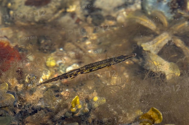 A sea stickleback (Spinachia spinachia) searches for prey between brown algae and seaweed near the shore, Baltic Sea, coastal fish, saltwater fish, May, Denmark