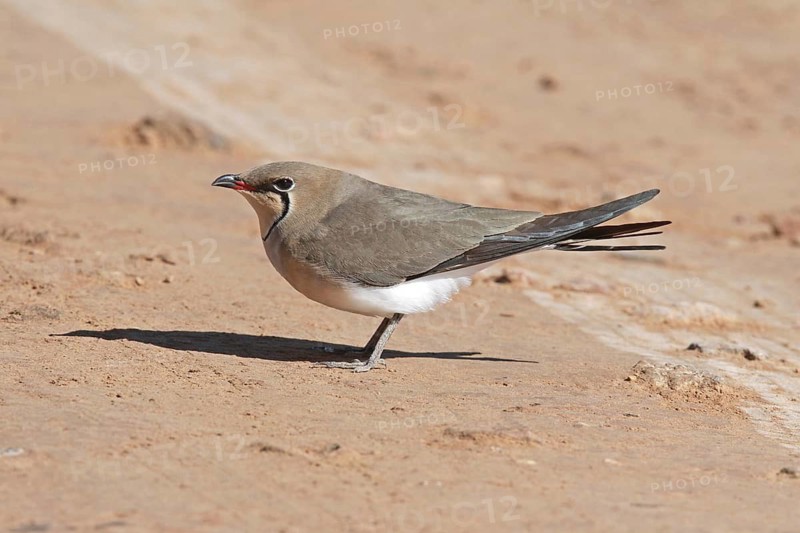 Collared Pratincole (Glareola pratincola), Eilat, Israel