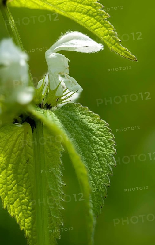 Lamiaceae, Lamium album, mint, white deaf nettle, flora, high size, portrait, plants, deaf nettle, white dead nettle, white nettle