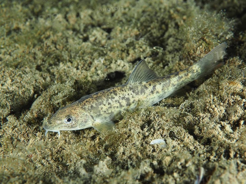 A gudgeon (Gobio gobio) lies on the sandy bottom of a body of water, surrounded by natural habitat. Dive site Zollbrücke, Rheinau, Canton Zurich, Rhine, High Rhine, Switzerland, Germany