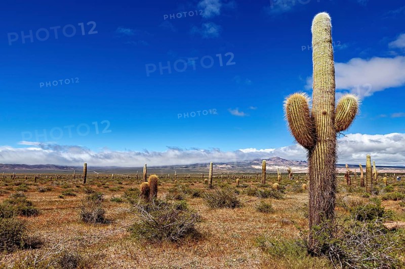 Large cactus in an extensive desert landscape under a blue sky with loose clouds, The landscape of the Quebrada with its large cacti near Salta in Argentina, Cardón cactus (Echinopsis atacamensis)