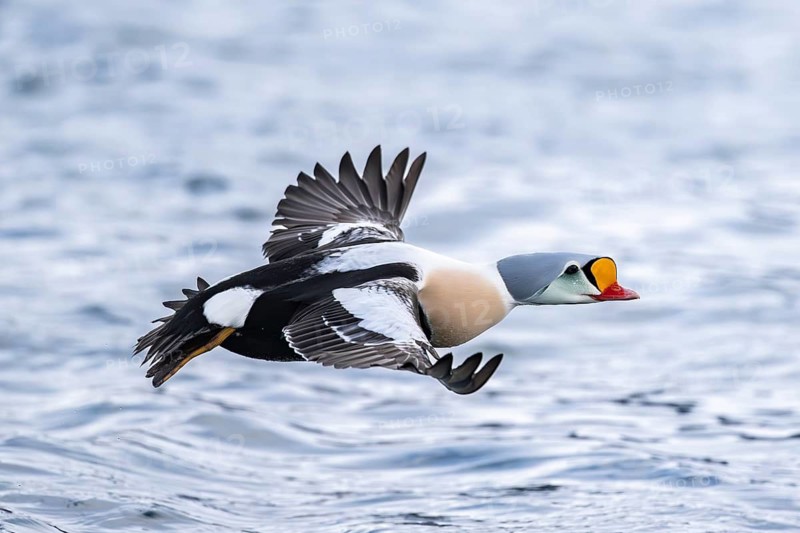King eider (Somateria spectabilis), also known as King Eider, male in flight, Batsfjord, Båtsfjord, Varanger Peninsula, Finnmark, Northern Norway, Norway