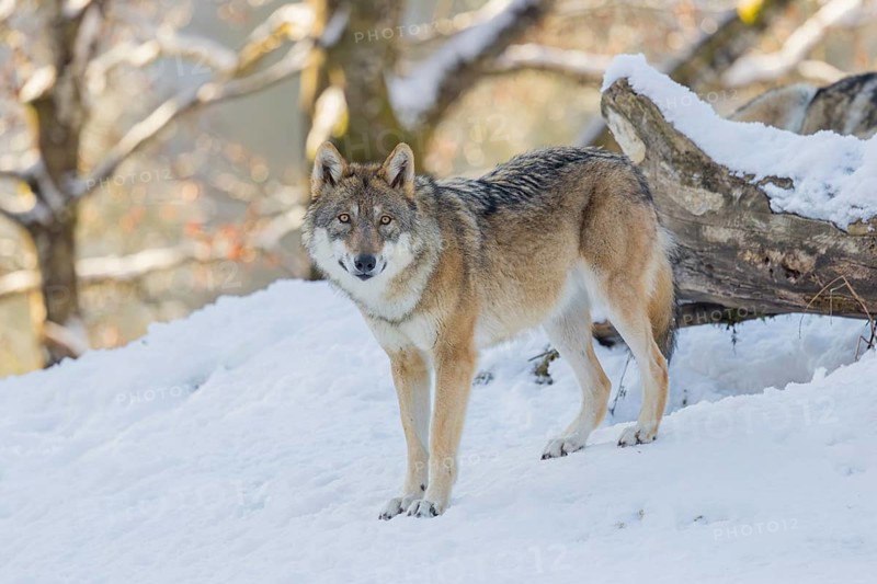 An adult female grey wolf (Canis lupus lupus) stands on a sloping, snow-covered meadow at the edge of a forest on a cold, sunny day