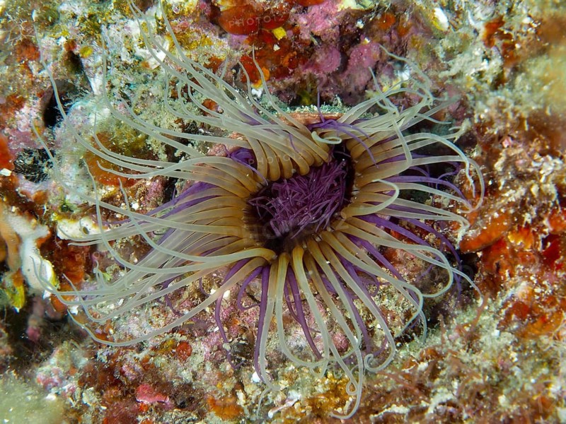 A colourful cylinder anemone (Cerianthus membranaceus) with long tentacles on a rocky seabed, dive site at the Cap de Creus Marine Reserve, Rosas, Costa Brava, Spain, Mediterranean Sea