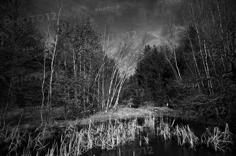 Wetland, birch trees, reeds, black and white, nature reserve Weiherwiesen, Essingen, Swabian Alb, Baden-Württemberg, Germany