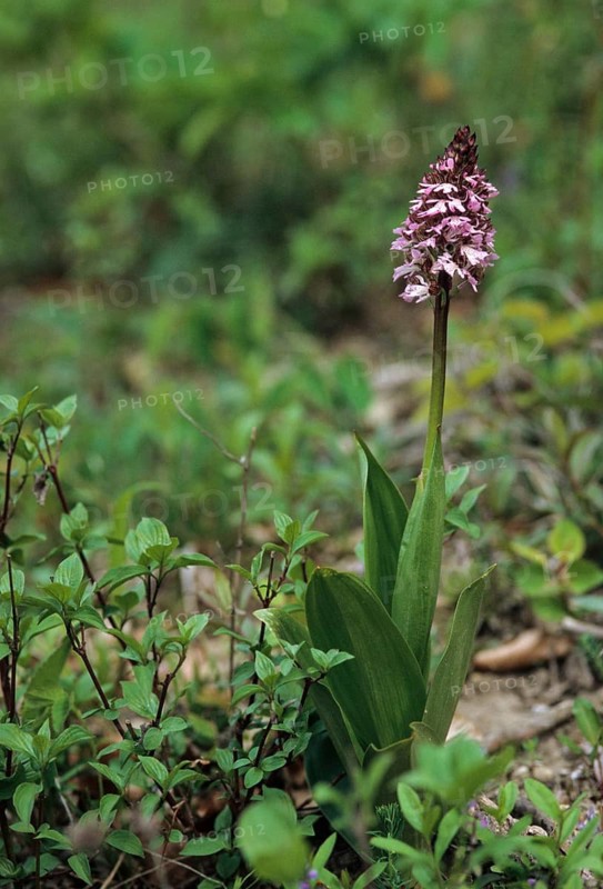 Lady Orchid, Orchids, Orchid Family, Orchis Purpurea, Purple Orchid, Flora, High Size, Portrait, Plants