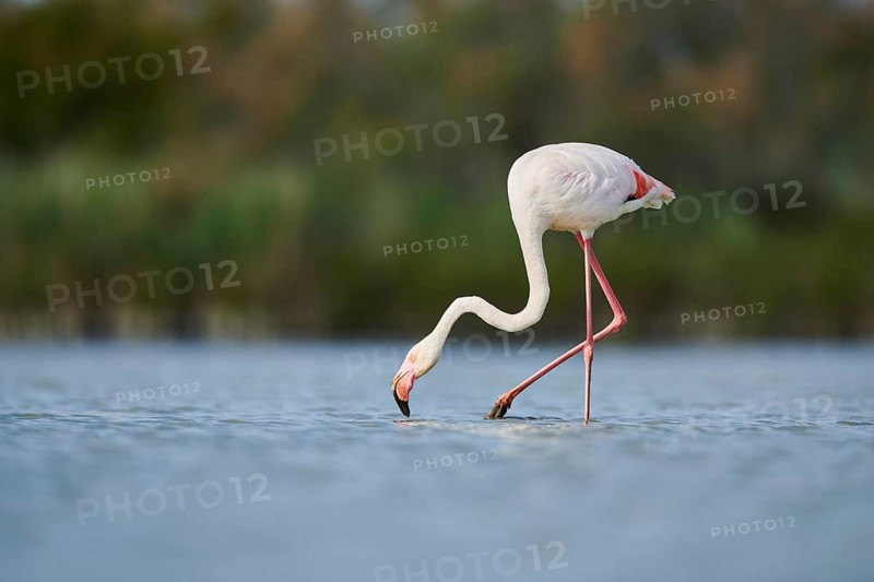 Greater Flamingo (Phoenicopterus roseus) walking in the water, Parc Naturel Regional de Camargue, France