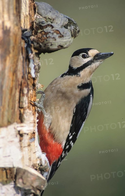 Great Spotted Woodpecker, Great Spotted Woodpecker, Birds, High Size, Portrait, Leo, Male, Piciformes, Woodpecker