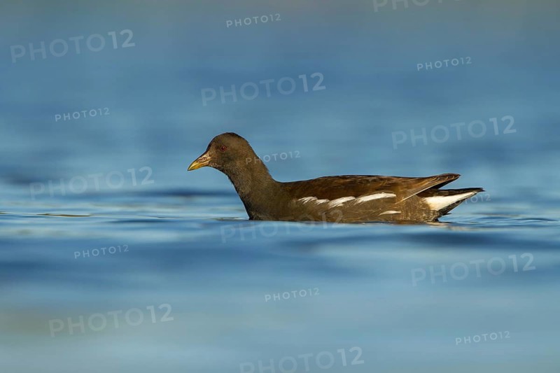 Common Moorhen (Gallinula chloropus) juvenile, Utrecht, Netherlands