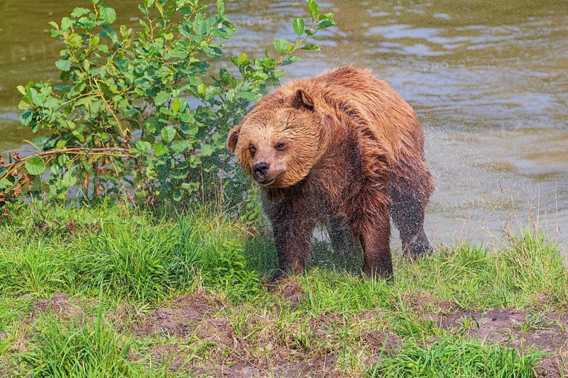 One adult eurasian brown bear (Ursus arctos arctos) leaving the lake, shaking off the water from his fur