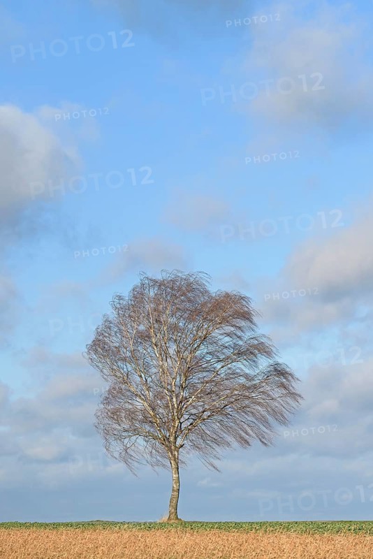 Birch (Betula), a solitary tree in strong winds, a blue, cloudy sky, North Rhine-Westphalia, Germany