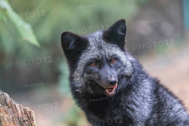 One silver fox (Vulpes vulpes) sitting behind a rotten tree stump and hidden behind some green leafes