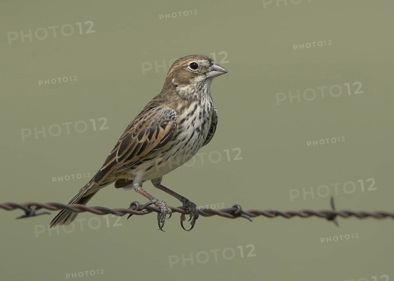 Lark Bunting (Calamospiza melanocorys) female, Colorado, USA