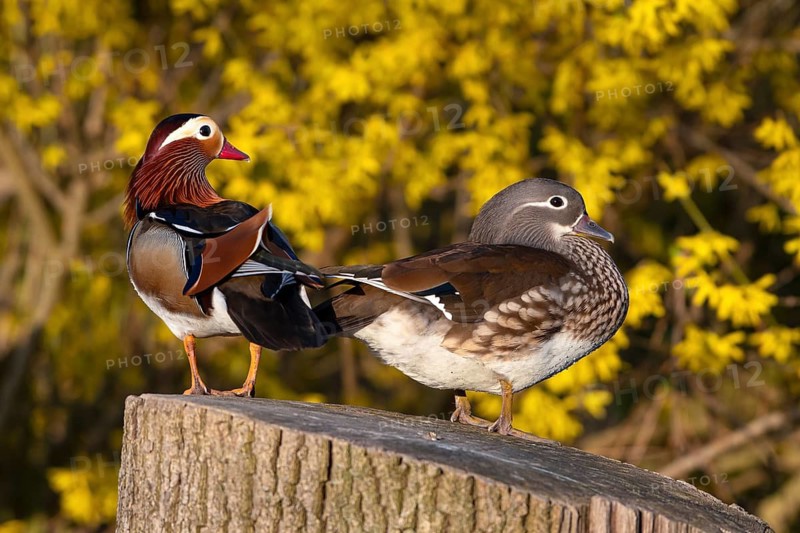 Mandarin duck (Aix galericulata), pair in mating season, sitting on a tree trunk, Heiligenhaus, North Rhine-Westphalia, Germany