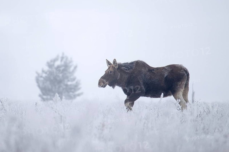 Eurasian elk (Alces alces alces), cow elk walking in a snow-covered forest clearing, Podlaskie Voivodeship, Poland
