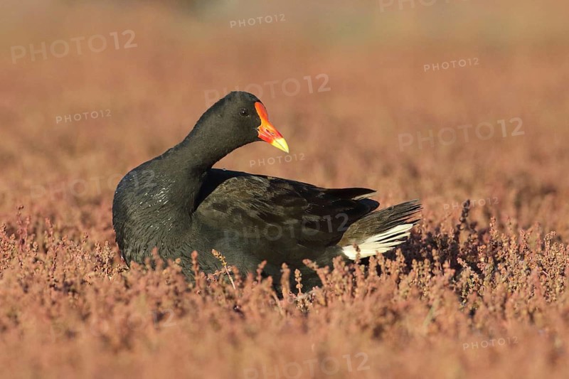 Dusky Moorhen (Gallinula tenebrosa), Victoria, Australia