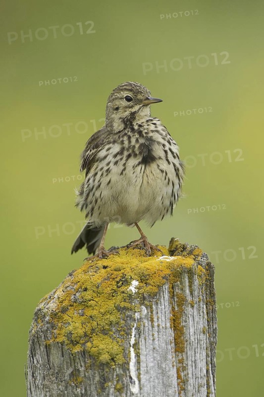 Meadow Pipit (Anthus pratensis), Iceland