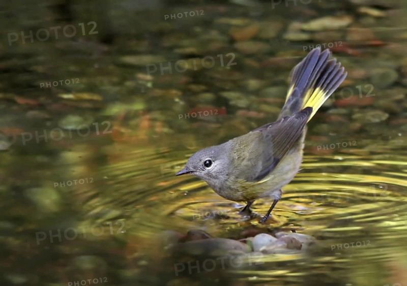 American Redstart (Setophaga ruticilla) female, Saskatchewan, Canada