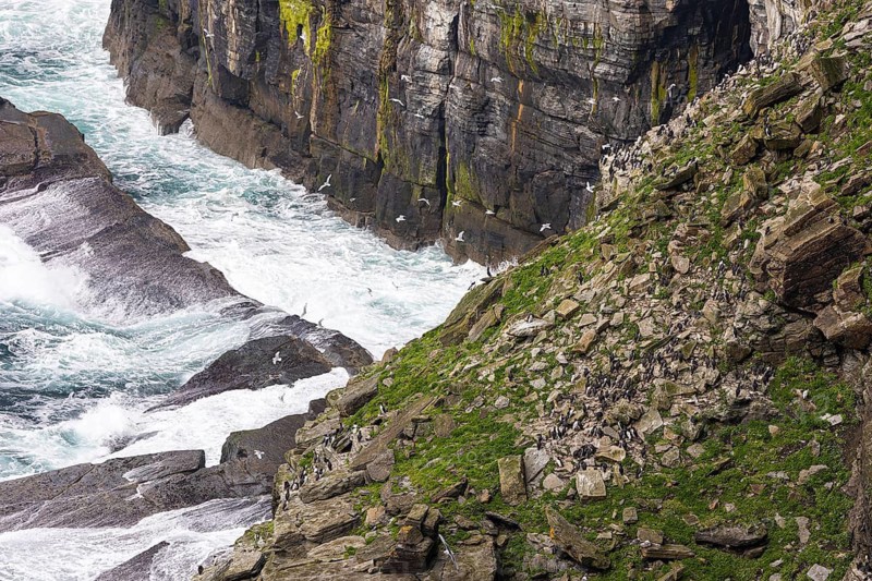 Guillemot (Uria aalge) and kittiwake (Rissa tridactyla), seabird colony on a rocky slope, Orkney Islands, Scotland, Great Britain
