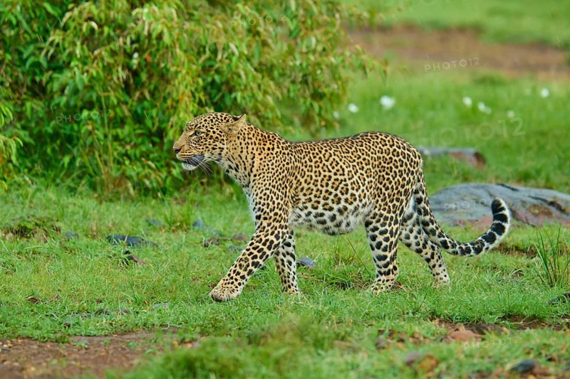 A leopard prowls alertly through the green savannah, ready to hunt, leopard (Panthera pardus), Masai Mara National Reserve, Narok County, Kenya