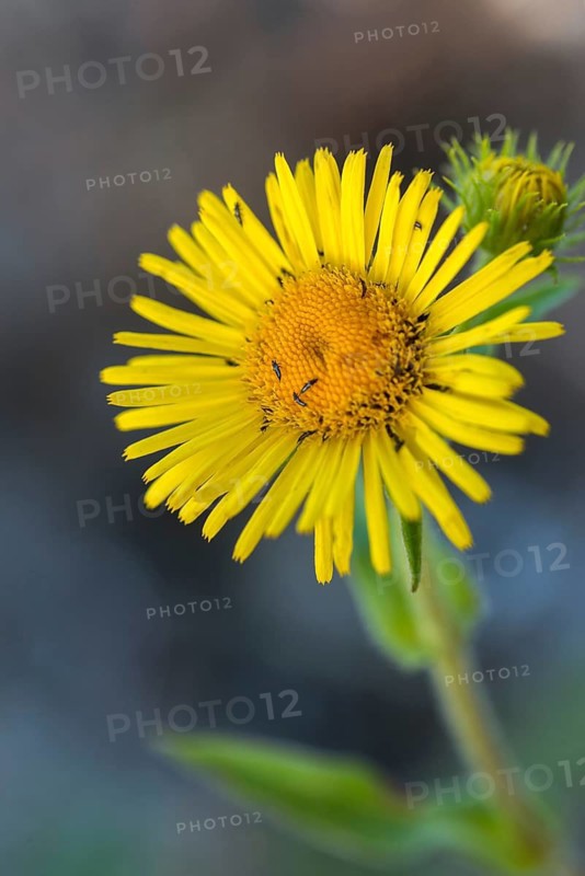 Elecampane, Asteraceae, British Yellowhead, Inula Britannica, Daisy, Seaweed, Wild Elecampane, Flora, High Size, Portrait, Meadow Fleabane, Plants