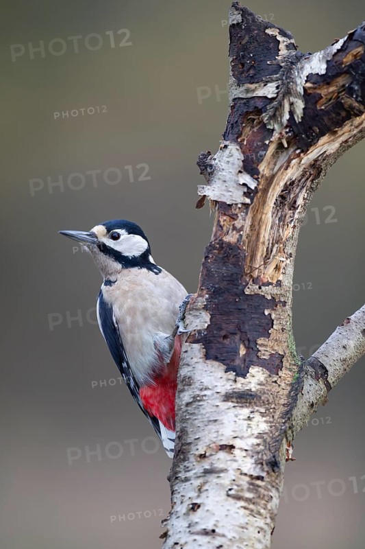 Great spotted woodpecker (Dendrocopos major) adult bird on a tree trunk, England, United Kingdom