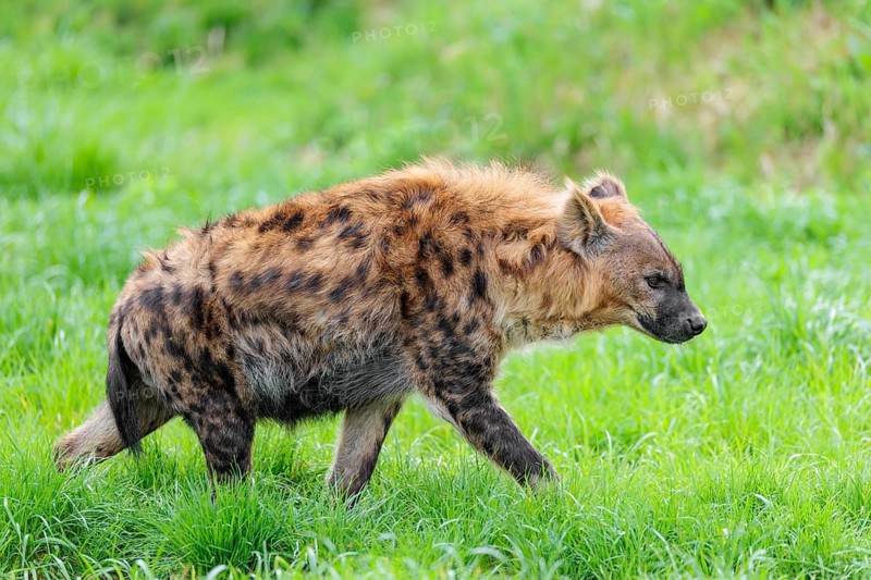An adult female Spotted Hyena (Crocuta crocuta) runs across a green meadow