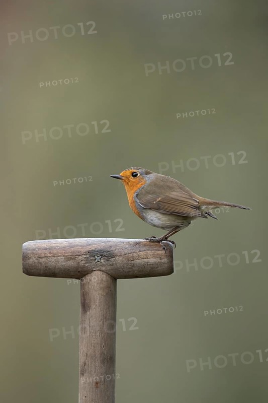 European robin (Erithacus rubecula) adult garden bird on a fork handle, England, United Kingdom