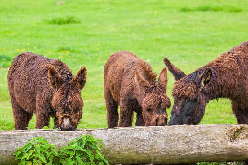 Three adult mixed breed donkey drink water from a trough