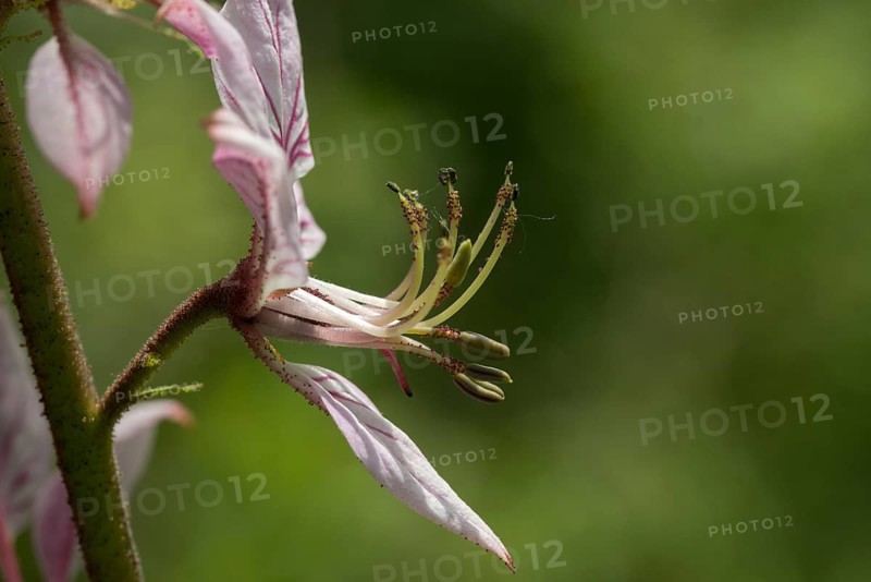 Ashwort, Burning Bush, Dictamnus Albus, Diptam, Rutaceae, Burning Bush, Dittany, Flora, Fraxinella, Gas Plant, Plants