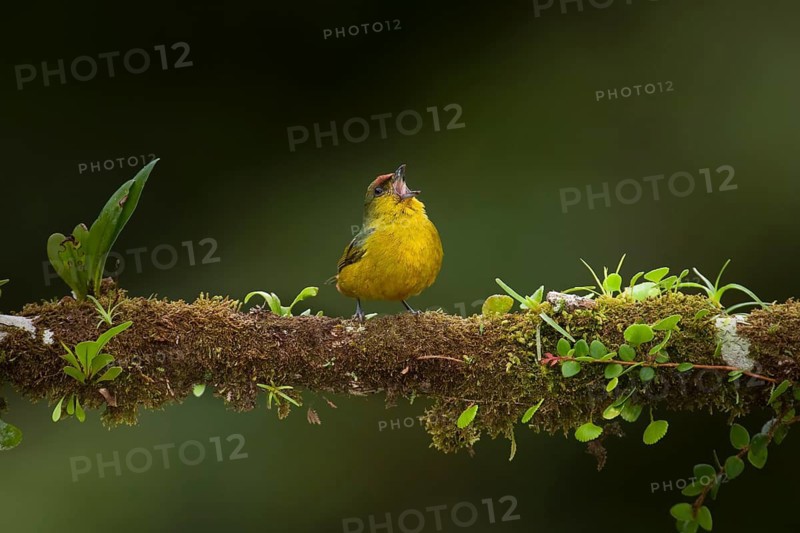 Olive-backed euphonia