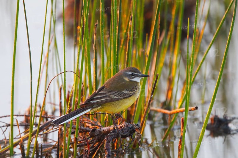 Western Yellow Wagtail (Motacilla flava iberiae) male, Mallorca, Spain