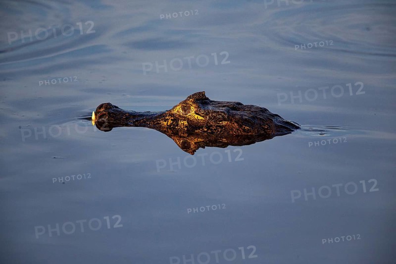 Spectacled caiman (Caiman crocodilius) Panatanal Brazil