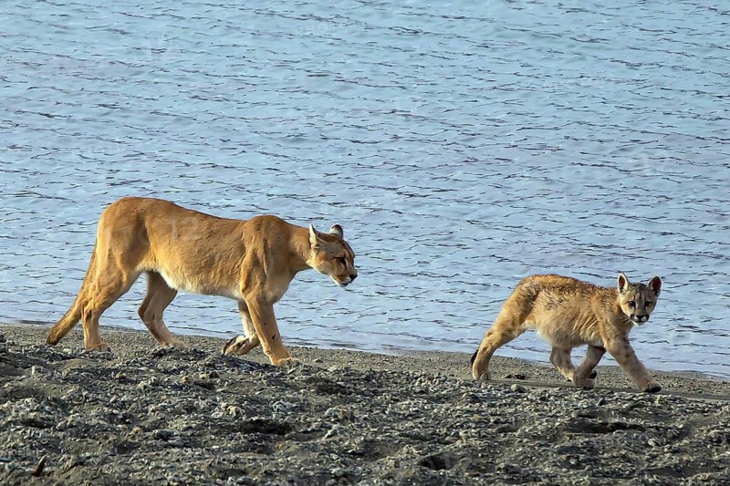 Cougar (Felis concolor patagonica) 8-month-old cubs and females Torres del Paine NP, Chile