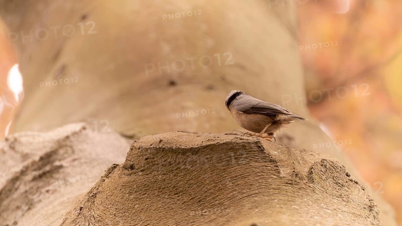 Nuthatch (Sitta europaea) at its natural breeding cavity in a thick tree, waiting in front of the tree cavity, view along the trunk towards the sky, Dortmund, North Rhine-Westphalia, Germany