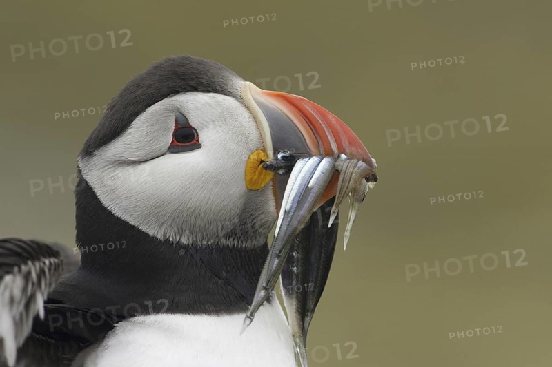 Atlantic Puffin (Fratercula arctica), Scotland, United Kingdom