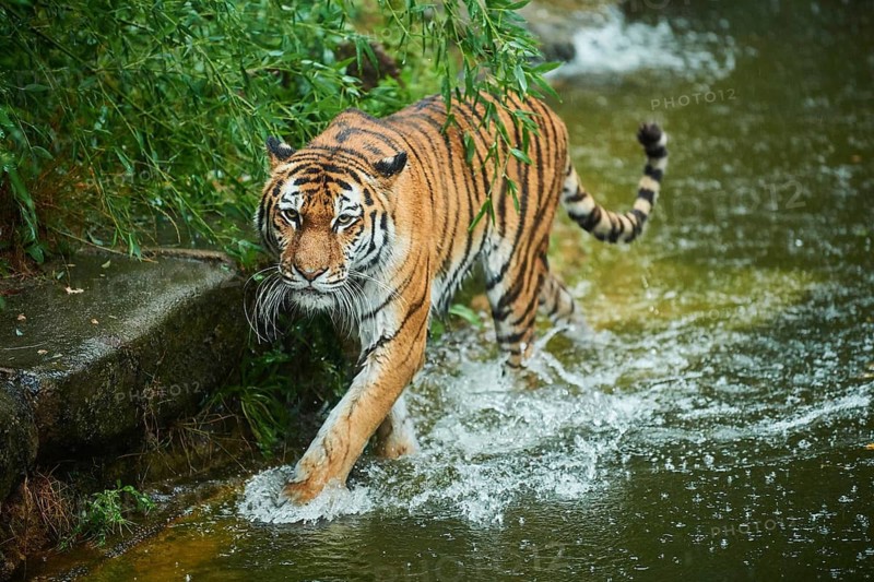 Siberian tiger (Panthera tigris altaica) in the water, rainy, cat, captive, Germany