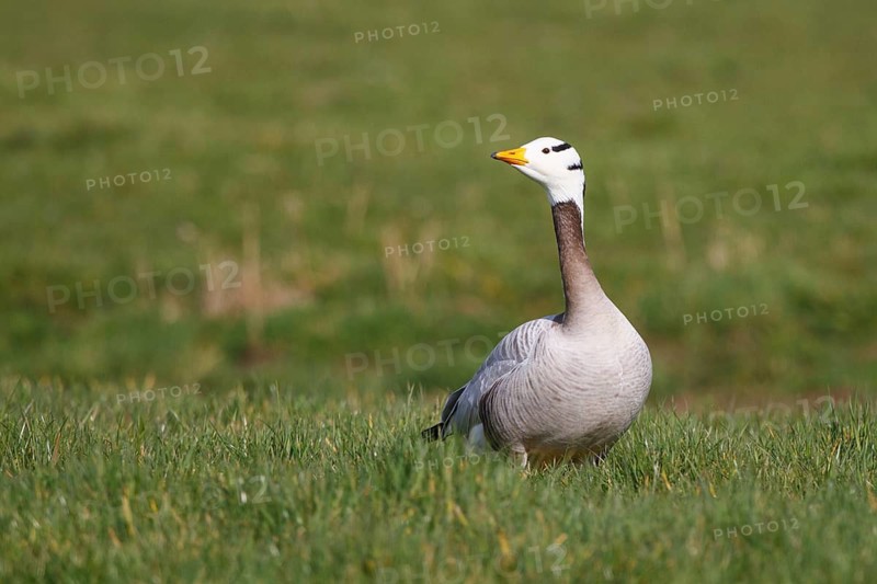 Bar-headed Goose (Anser indicus), Netherlands
