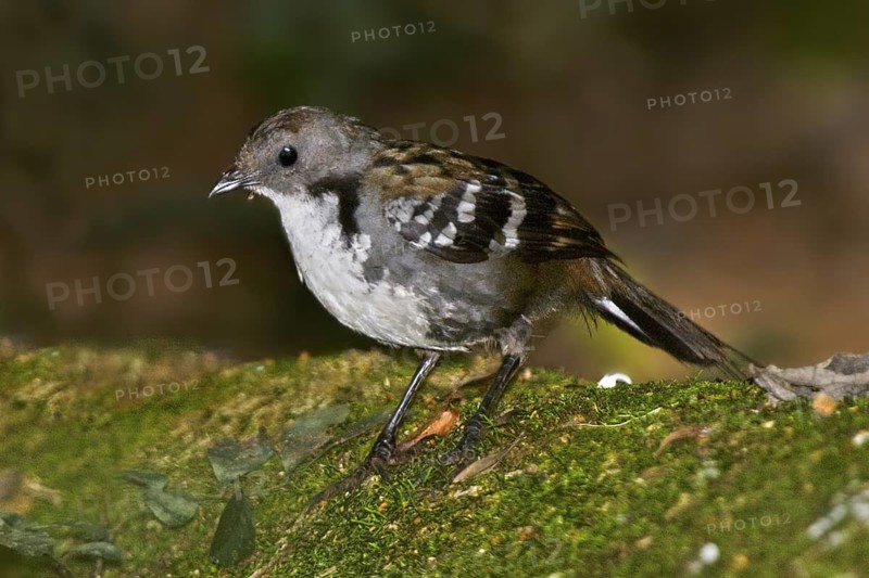 Australian Logrunner (Orthonyx temminckii) male, Queensland, Australia