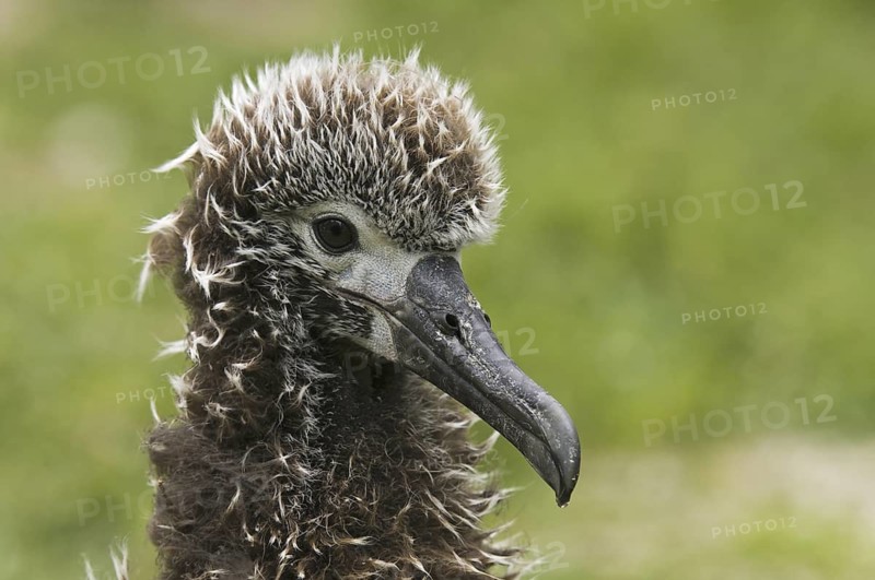 Laysan Albatross (Phoebastria immutabilis), Hawaii, USA