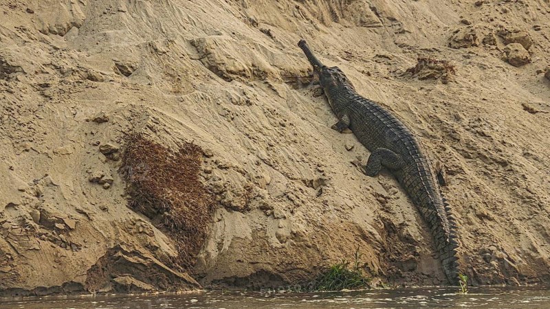 A Ganges gavial (gavialis gangeticus) lying on its side on a sandy riverbank in a natural environment, Chitwan National Park, Nepal