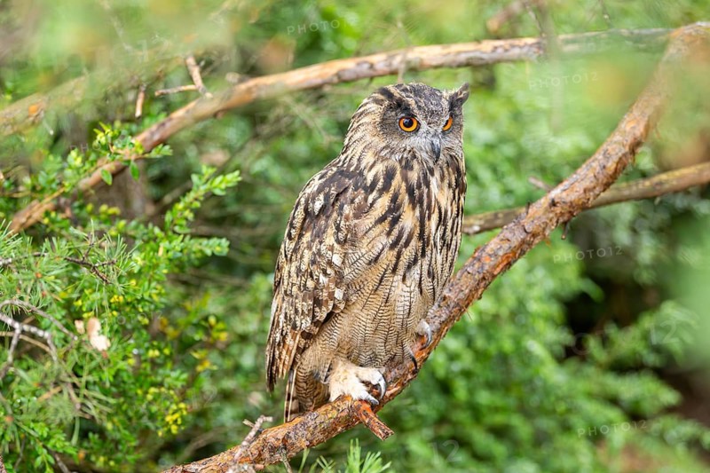 Eurasian eagle-owl (Bubo bubo), captive, sitting on a branch in a forest, Pyrenees, Catalonia, Spain