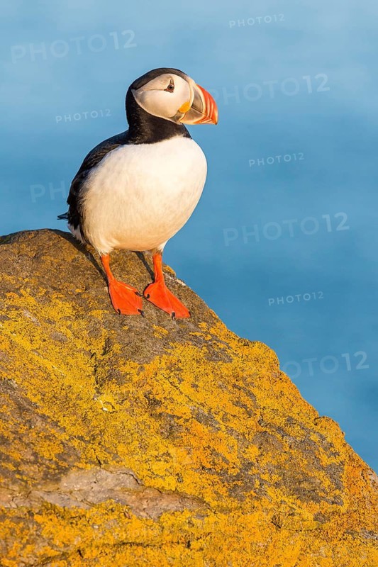 Atlantic Puffin (Fratercula arctica) on cliff, Iceland