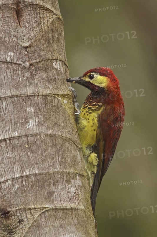 Crimson-mantled Woodpecker (Colaptes rivolii), Ecuador
