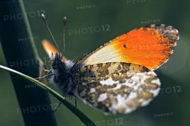 Anthocharis cardamines, aurorafeath, orange tip, butterfly, insects, insects, leo, butterfly, butterflies